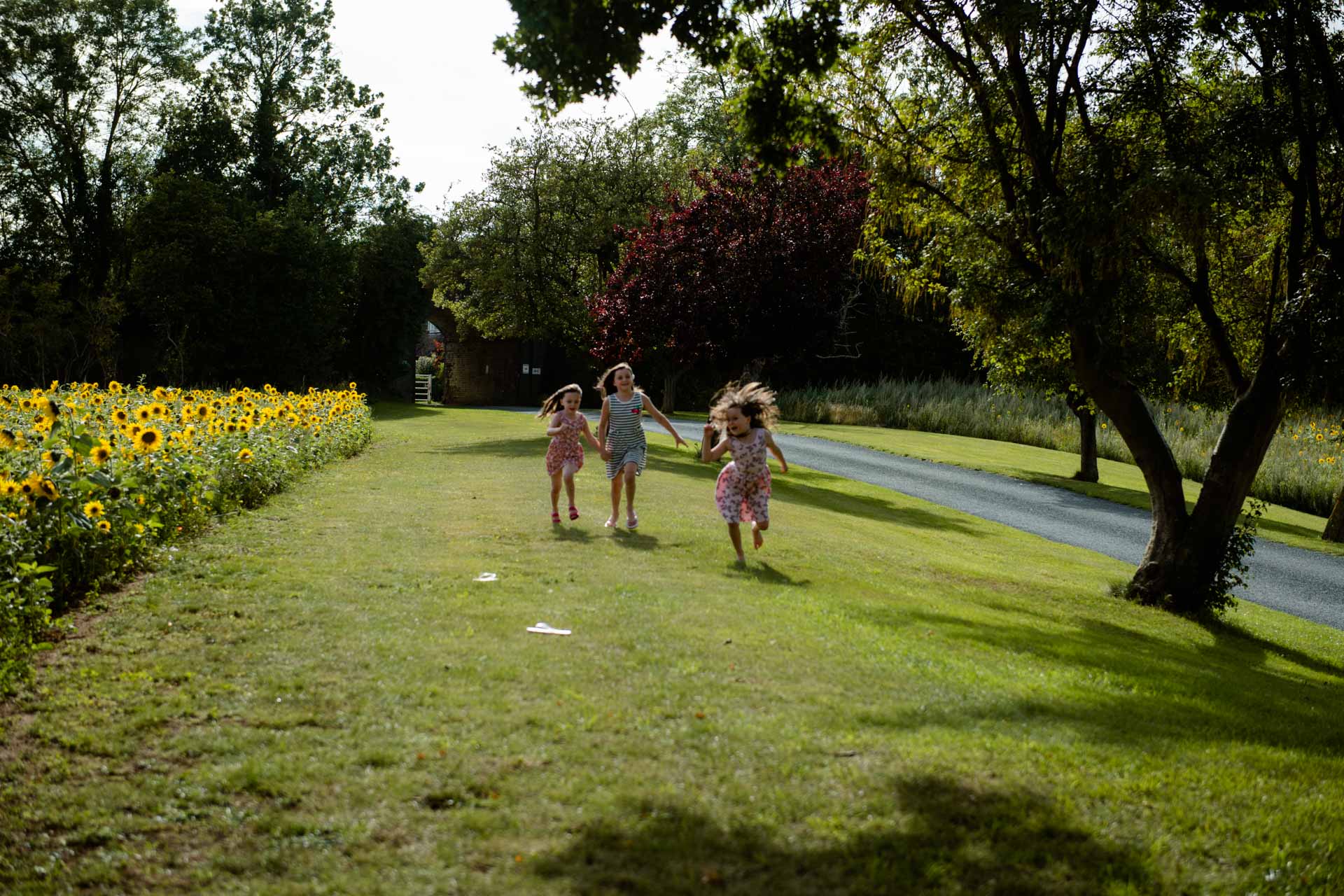 Family photographer Sunflowers